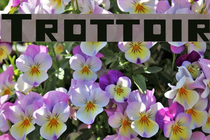 Trottoir Font examples