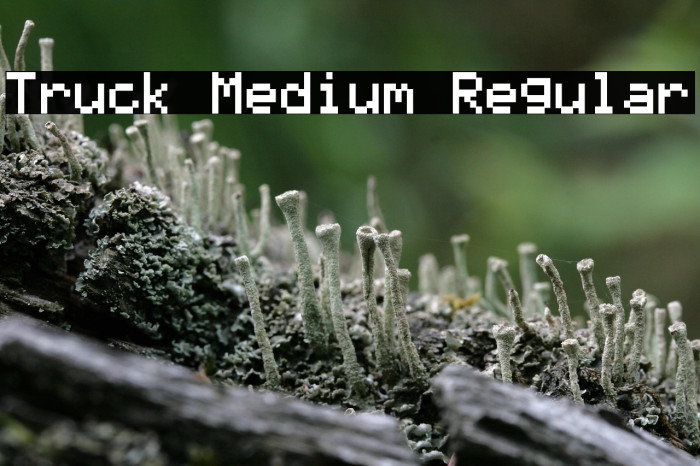 Truck Medium Regular Example 1