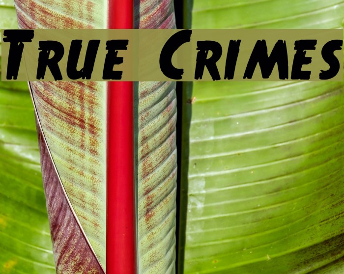 True Crimes Polices examples