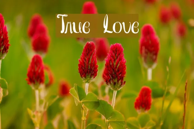 True Love Example 3