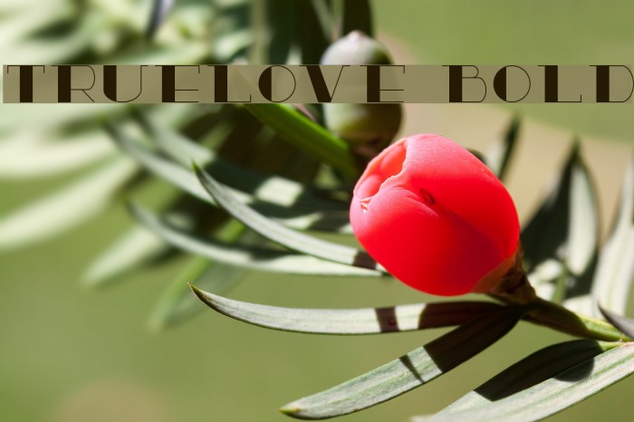 TrueLove Bold Font examples