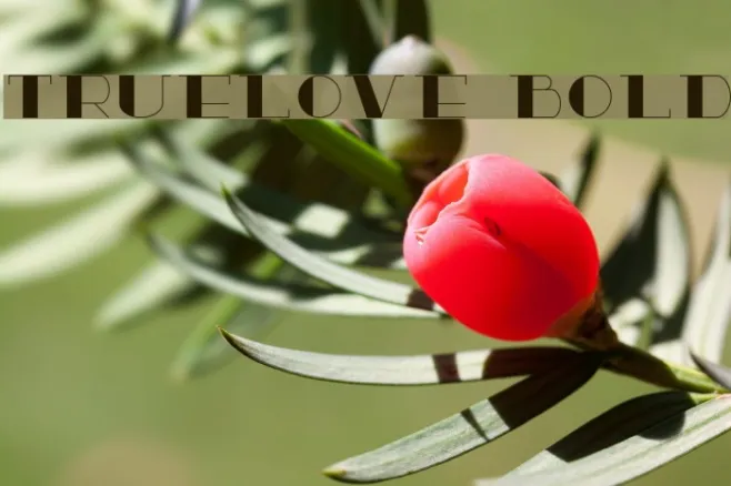 TrueLove Bold Example 3