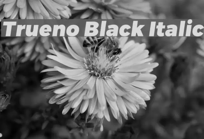 Trueno Black Italic Font examples