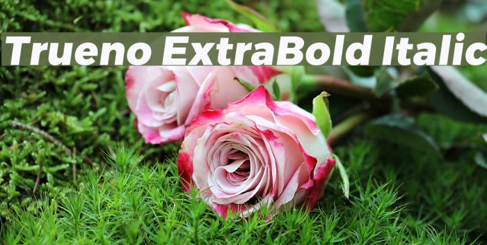 Trueno ExtraBold Italic Font examples