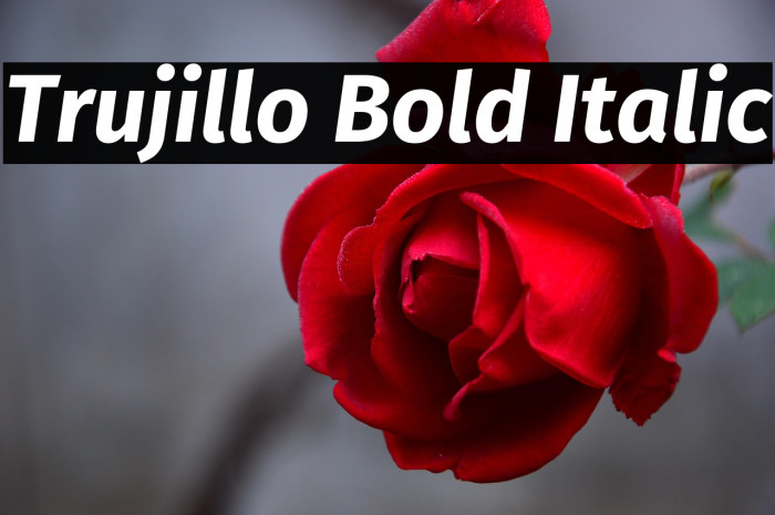 Trujillo Bold Italic Example 1