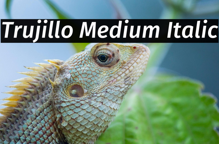 Trujillo Medium Italic Example 3