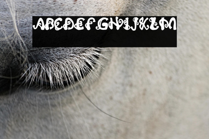 Trunk Up Regular Example 2