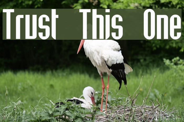 Trust This One Font examples