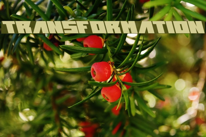 transformation Font examples