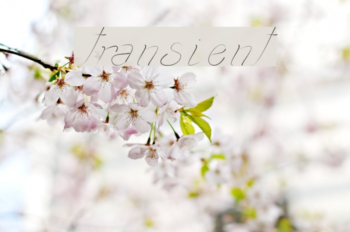 transient1 Font examples
