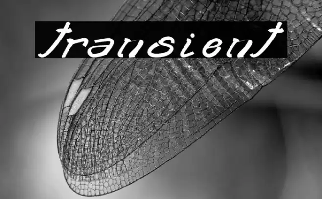 transient2 Font examples