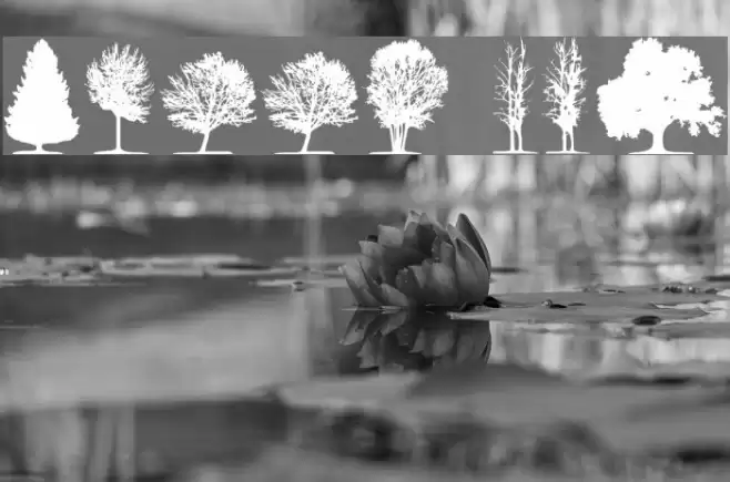 trees TFB Шрифта examples