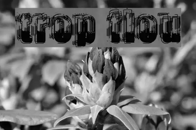 trop flou Font examples