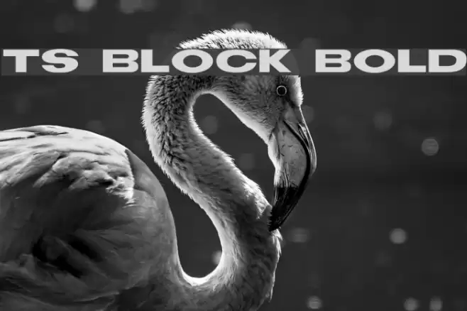 TS Block Bold フォント examples