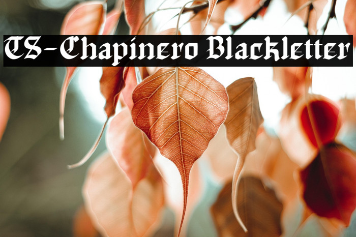 TS-Chapinero Blackletter Example 1