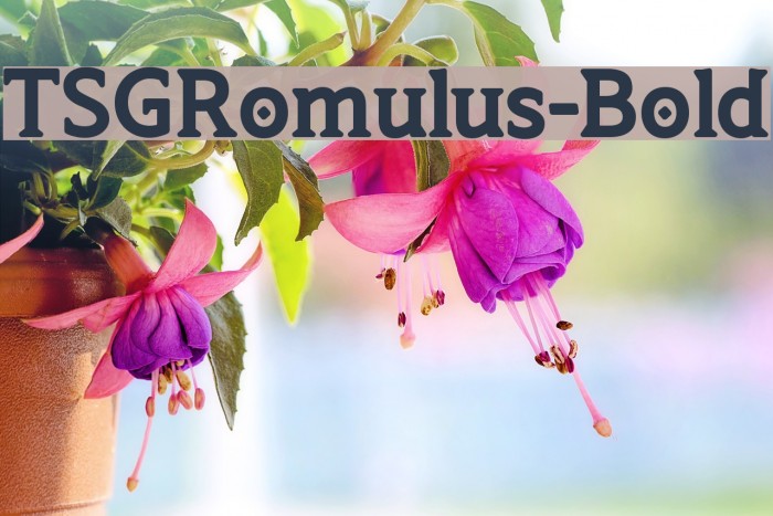 TSGRomulus-Bold Font examples