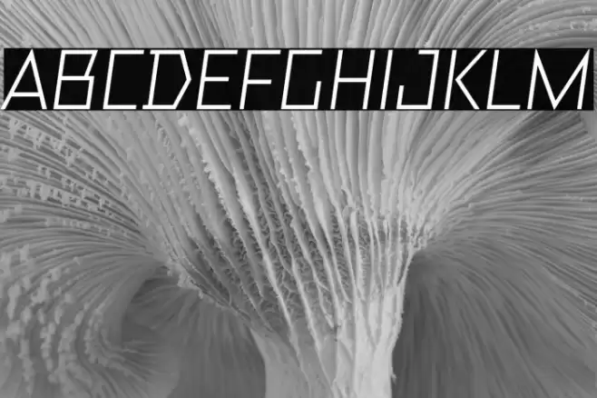 TT Bricks Trial Italic Font examples