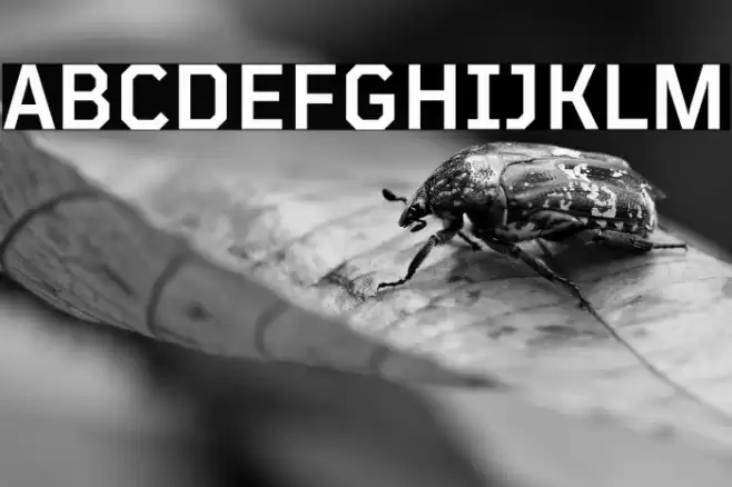 TT Mussels Trl DemiBold Fuentes examples