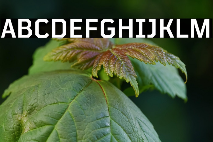 TT Mussels Trl DemiBold Example 2