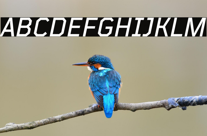 TT Mussels Trl Medium Italic Example 3