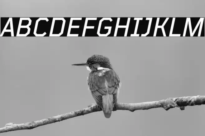 TT Mussels Trl Medium Italic خط examples