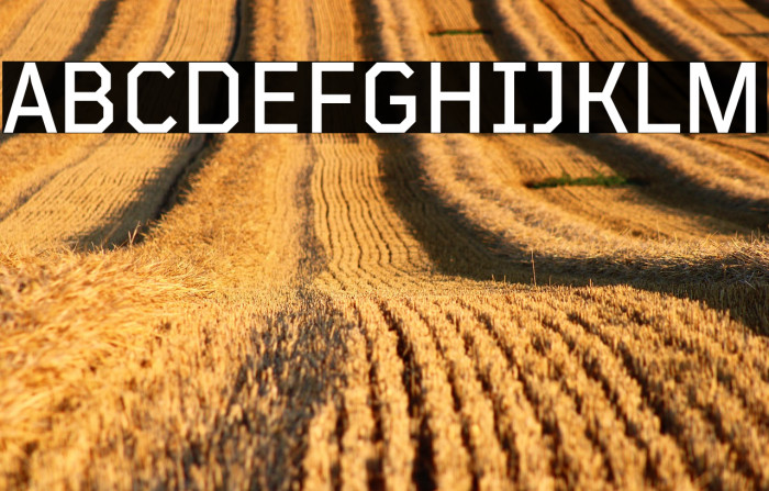 TT Mussels Trl Medium Example 1