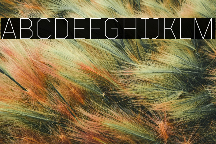 TT Mussels Trl Thin Example 3