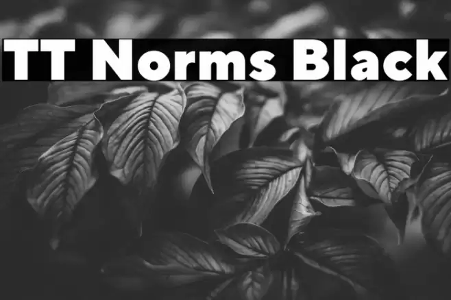 TT Norms Black Font examples