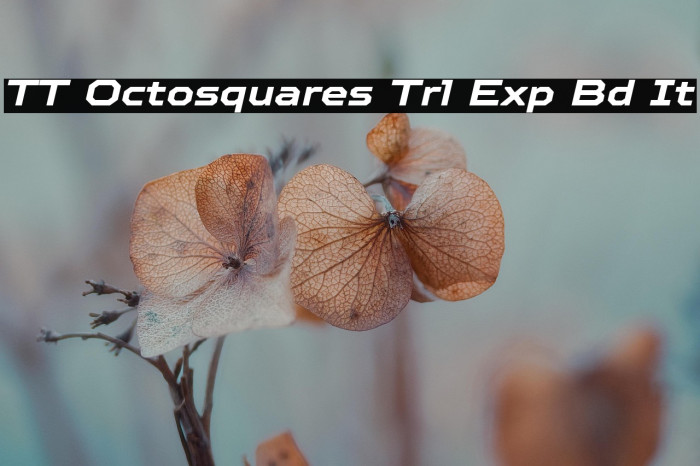 TT Octosquares Trl Exp Bd It Example 1