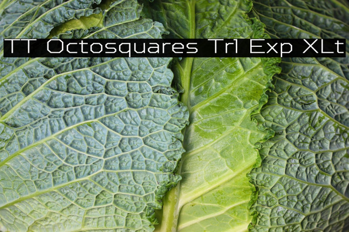 TT Octosquares Trl Exp XLt Example 1