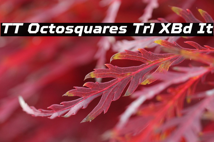 TT Octosquares Trl XBd It Example 1