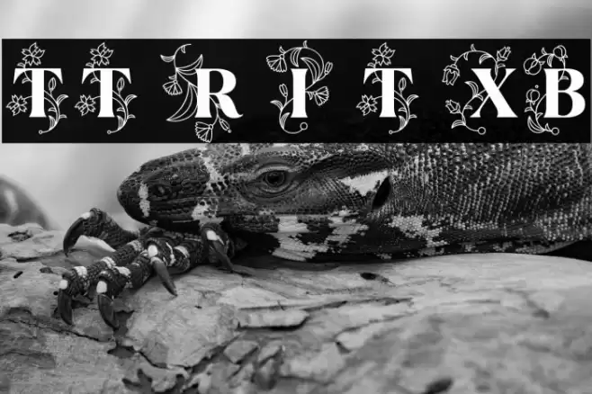 TT Ramillas Initials Trl XBd Font examples