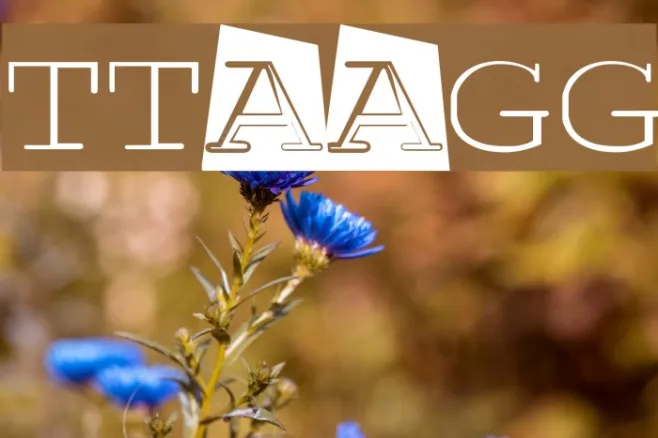 TTAAGG Example 3