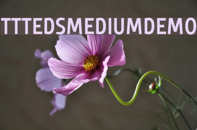 TTTedsMediumDEMO Example 1