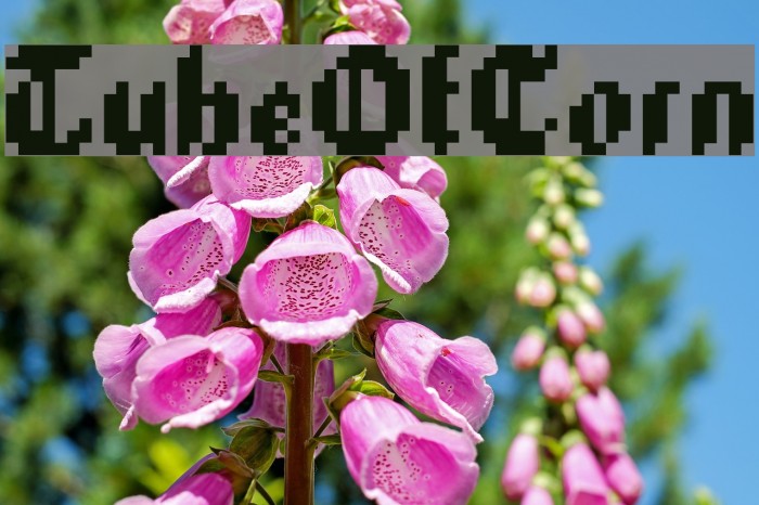 TubeOfCorn Example 2