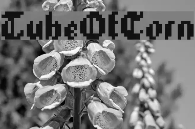TubeOfCorn Font examples