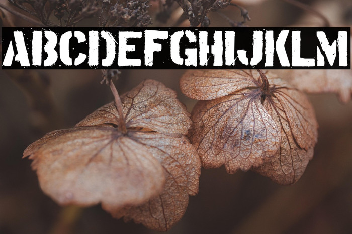 Tudor Victors Example 2