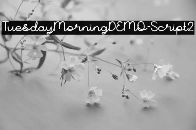 TuesdayMorningDEMO-Script2 Font examples
