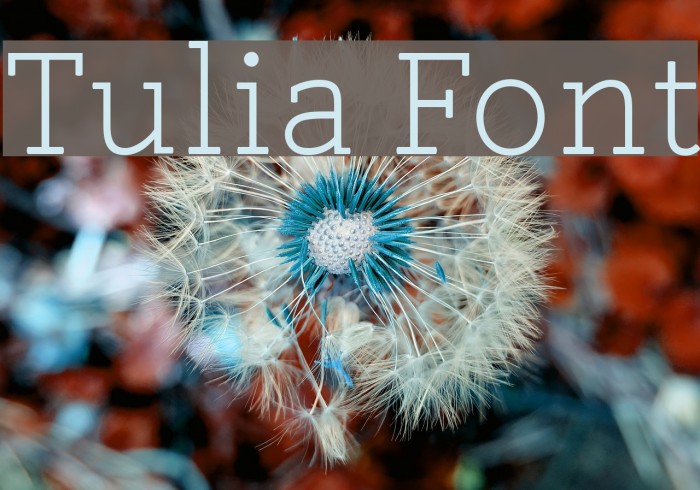Tulia Font examples