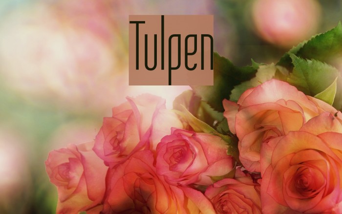 Tulpen Font examples