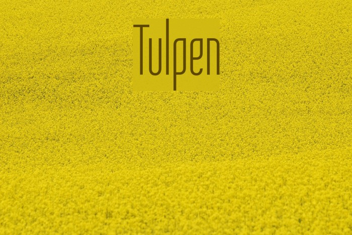 Tulpen Font examples