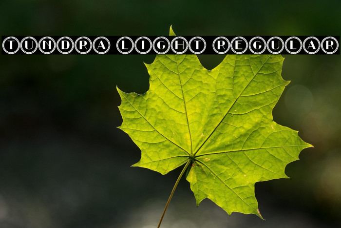 Tundra Light Regular Example 3