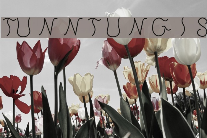 Tunntungis Font examples