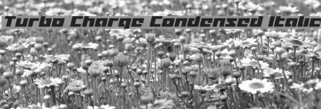 Turbo Charge Condensed Italic Font examples