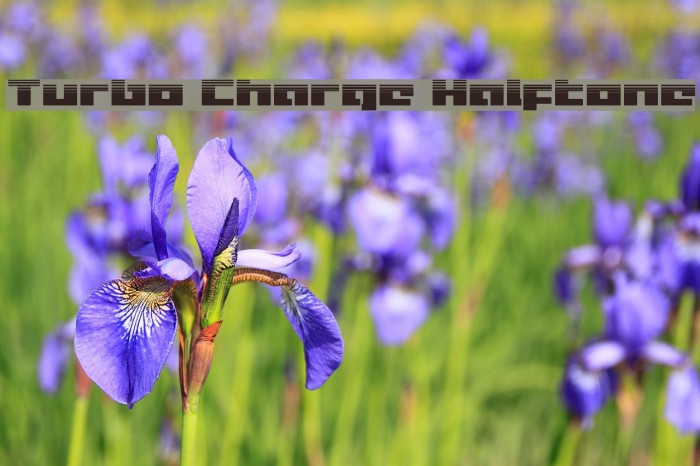Turbo Charge Halftone Font examples