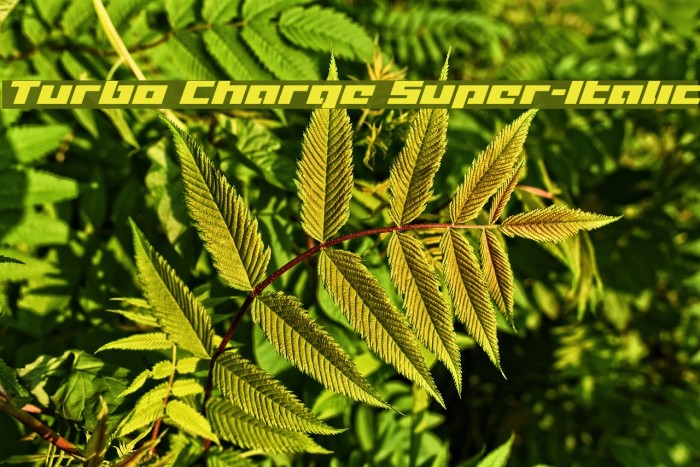 Turbo Charge Super-Italic Example 2