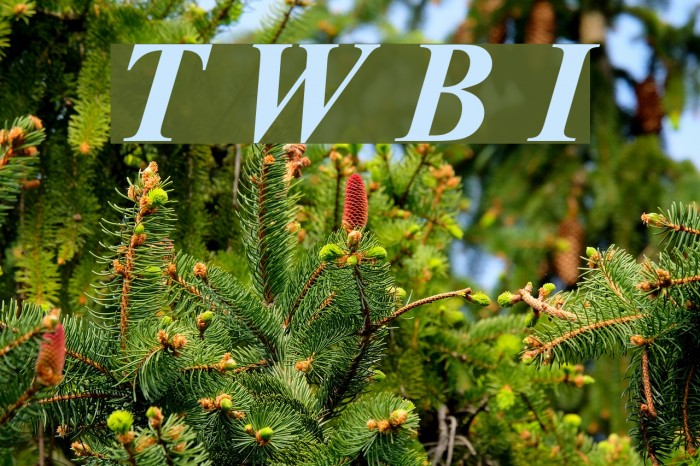 Turn W Bold Italic Font examples