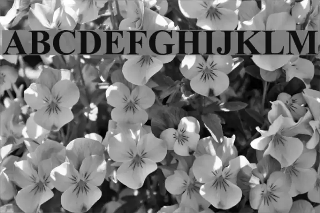 Turn W Bold  examples