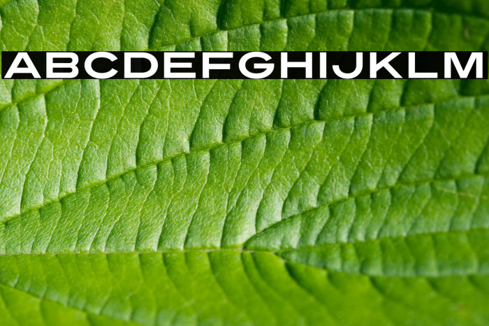 Turnpike Font examples