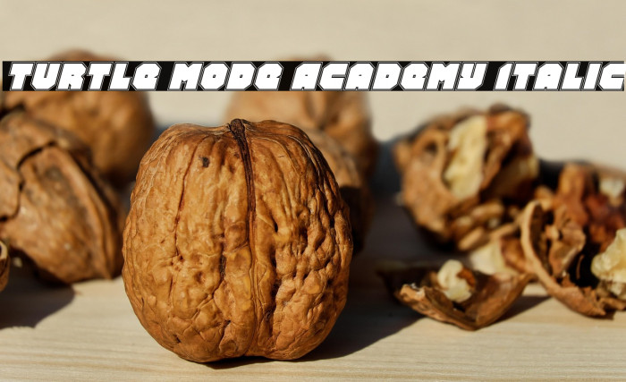 Turtle Mode Academy Italic Example 3